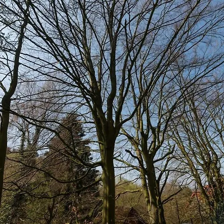 Beautiful With Garden